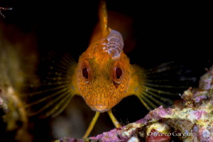 Yellow Blenny with parassite by Marco Gargiulo 